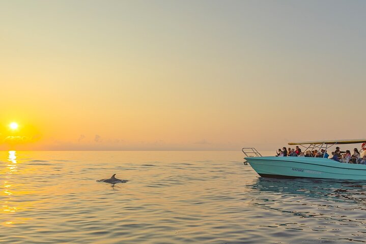 Mallorca: Schnell-Boot Delfinbeobachtung mit Sonnenaufgangsoption